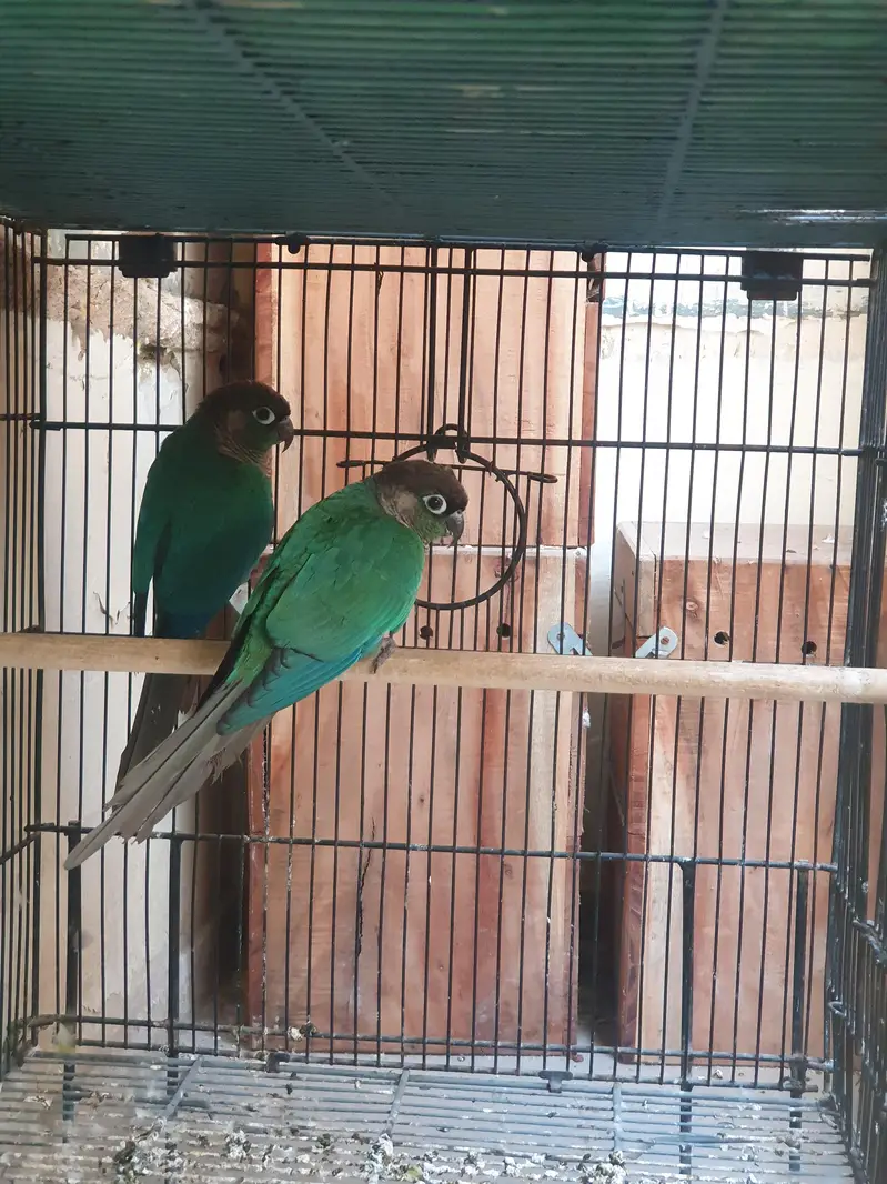 Blue Turquoise Conure Pair — photo 2