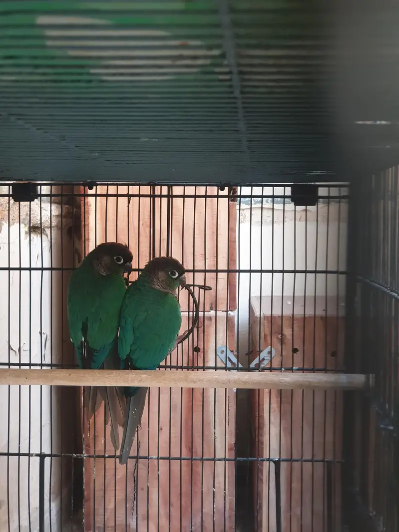 Blue Turquoise Conure Pair — photo 3