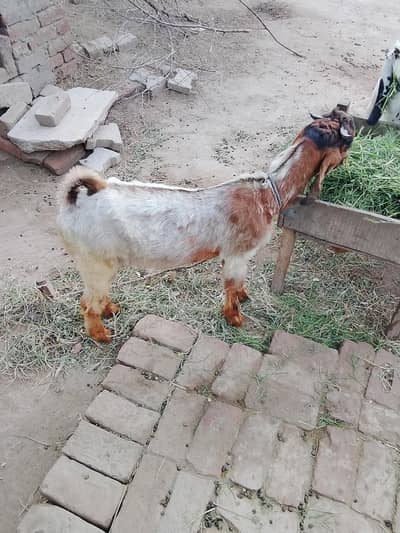 very active and heathy male female bachy