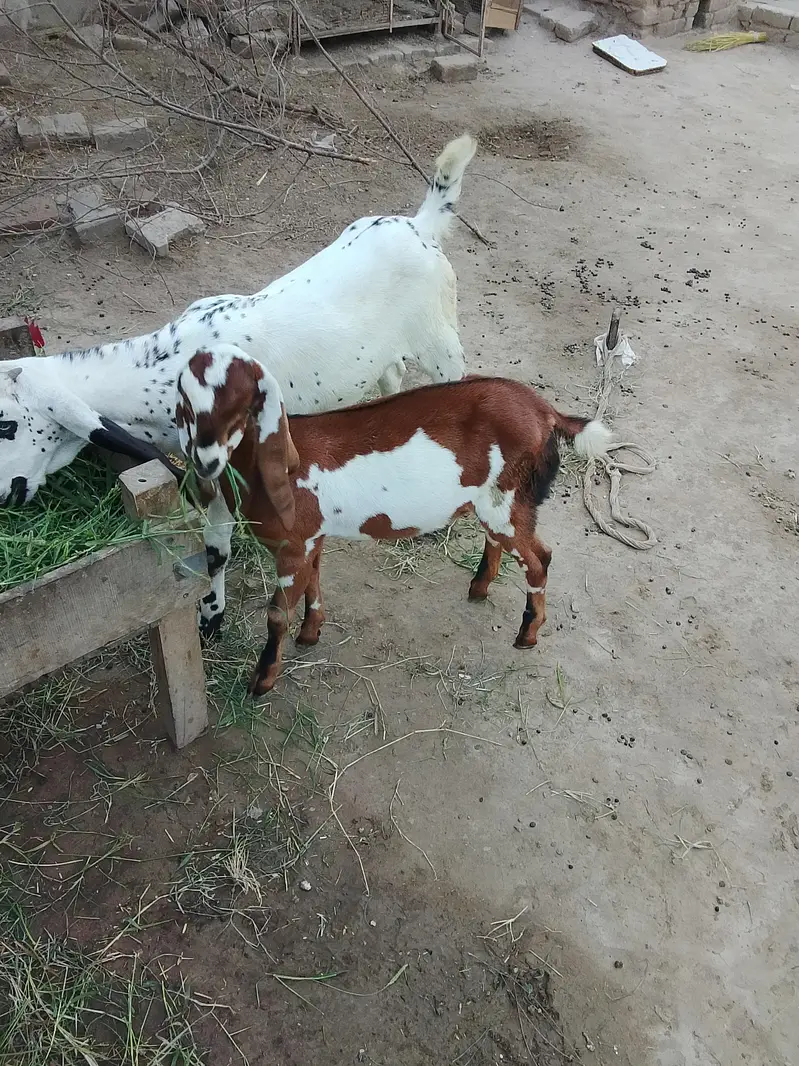 very active and heathy male female bachy — photo 7