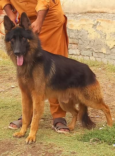 German shepherd long coat male  dog for sale