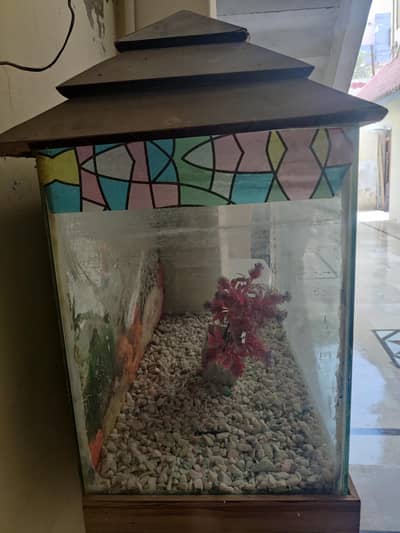 fish aquarium