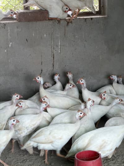 White guinea fowl