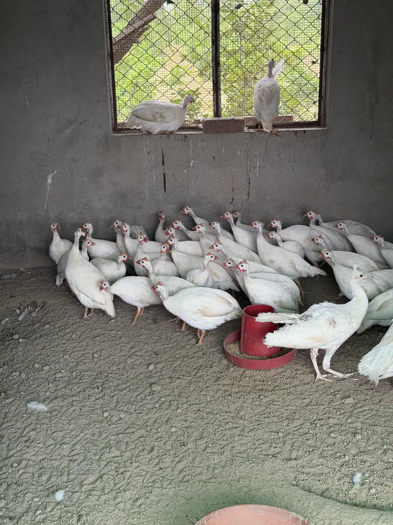 White guinea fowl — photo 2