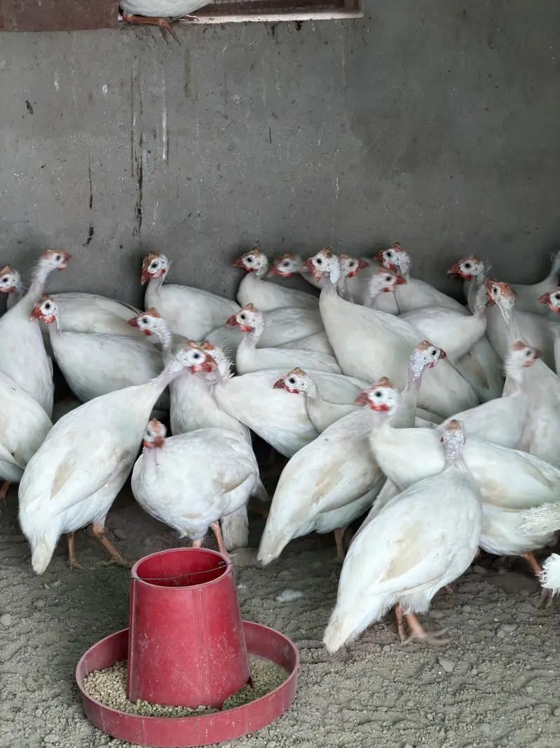 White guinea fowl — photo 3