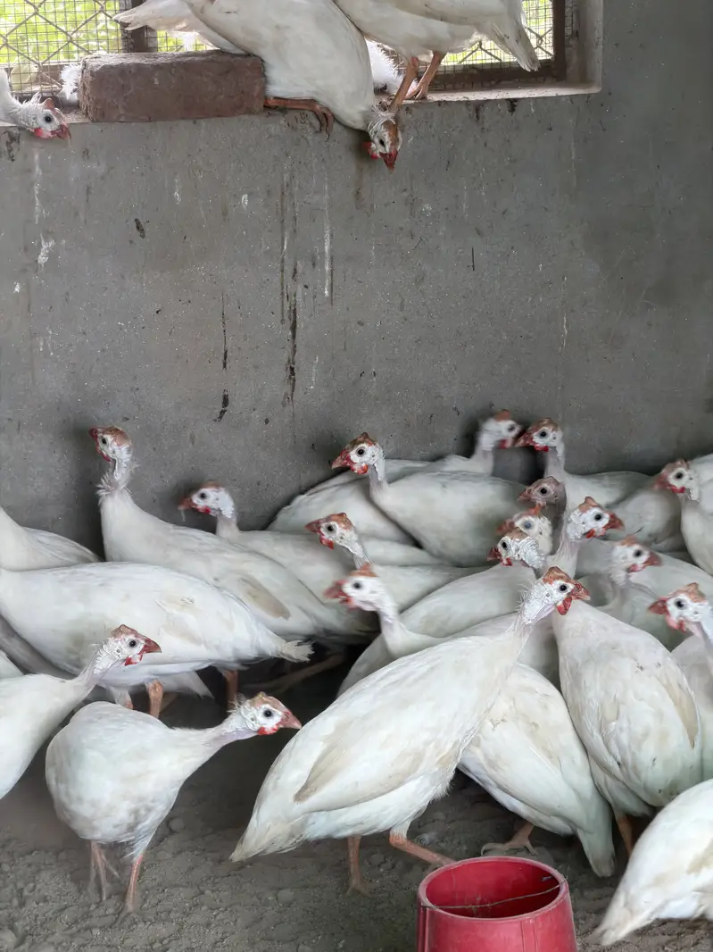White guinea fowl — photo 4