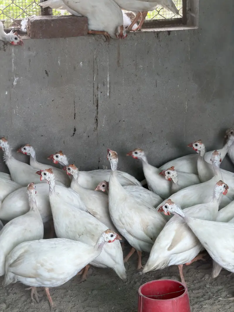 White guinea fowl — photo 5