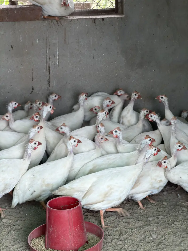 White guinea fowl — photo 6