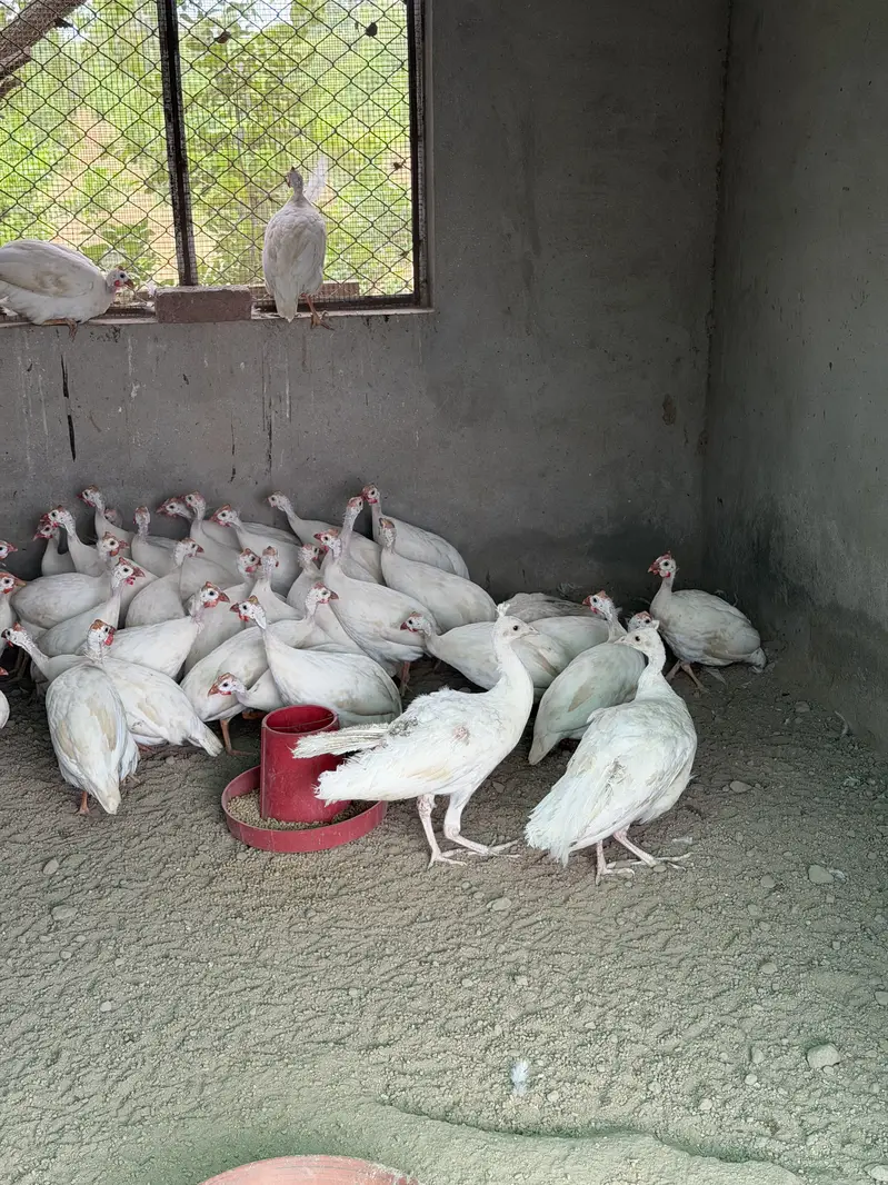 White guinea fowl — photo 7