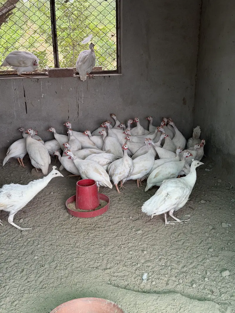 White guinea fowl — photo 8