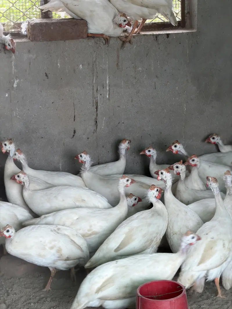White guinea fowl — photo 9