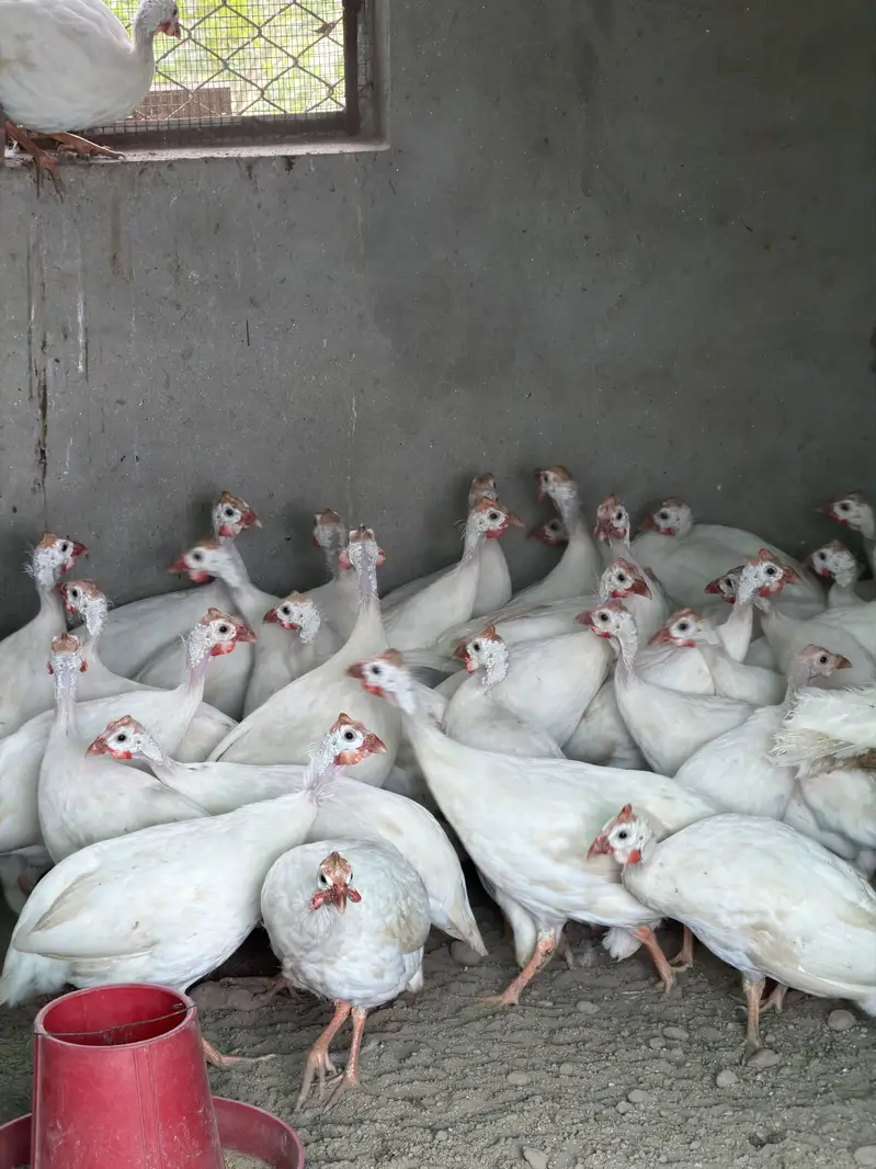 White guinea fowl — photo 10
