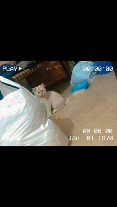 cute Persian kitten