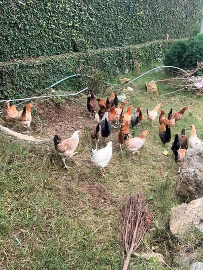 Starter Egg Laying Hens