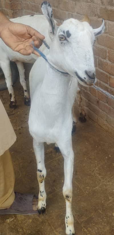 white Barbra male 03007346005