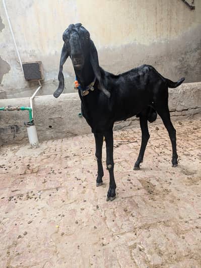 sahiwal Bakra