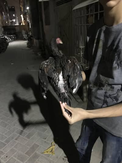 Heera pair