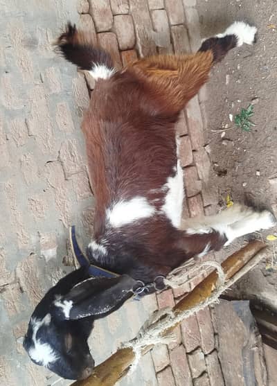 Bakra For Sale