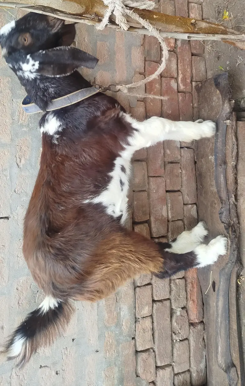 Bakra For Sale — photo 2