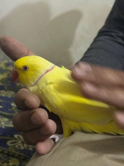 Yellow ring