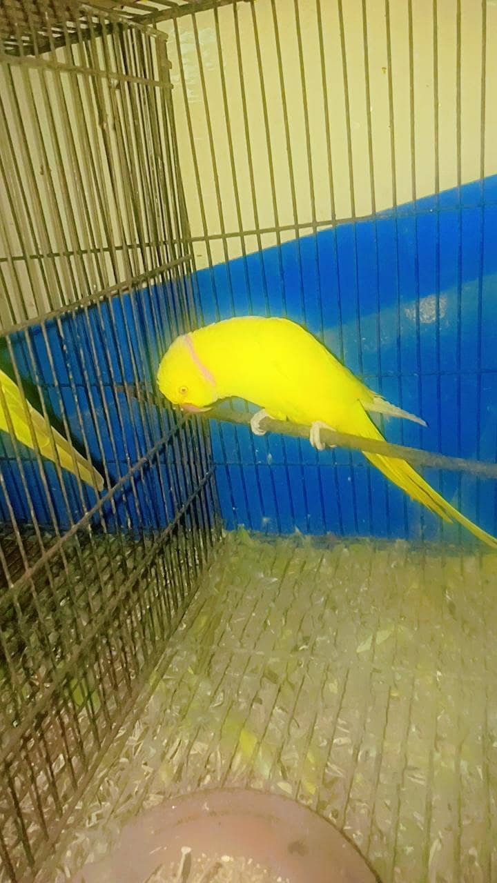 Yellow ring 1