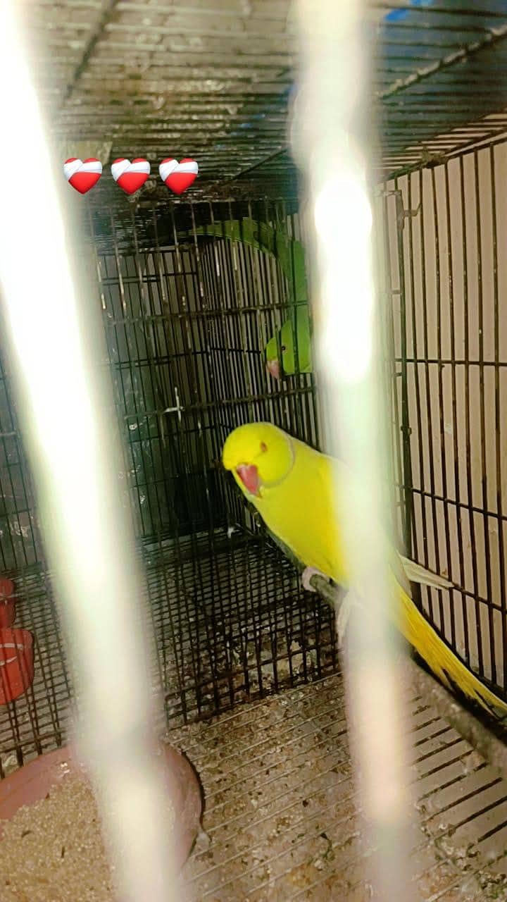 Yellow ring 2