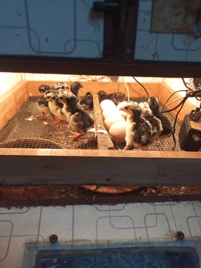 Thai chicks for sale