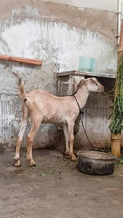 munda tapra bakra