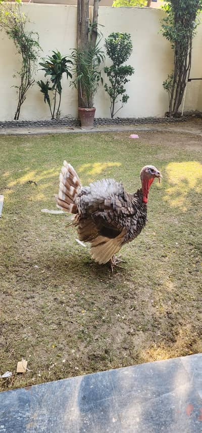 Turkey Birds pair