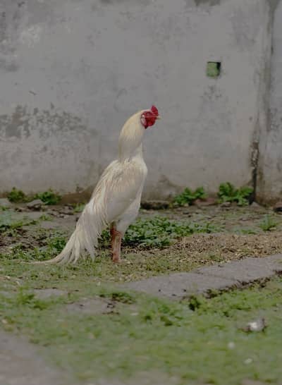 Heera Aseel