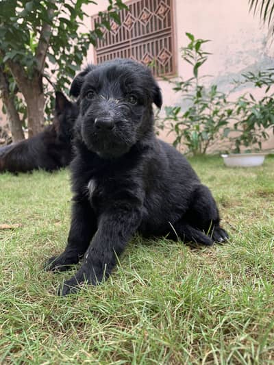 German shepherd puppies