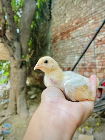 Aseel mianwali + golden puff chicks + English fantail pigeon for sale