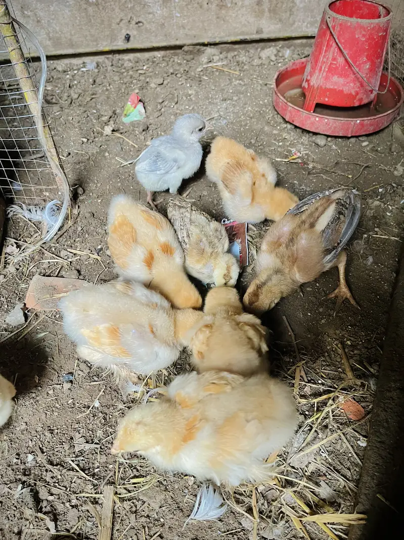 Aseel mianwali + golden puff chicks + English fantail pigeon for sale — photo 2