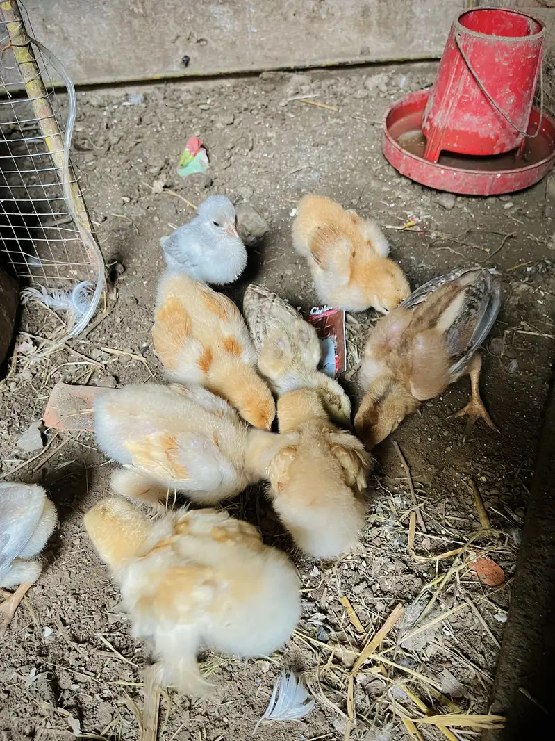 Aseel mianwali + golden puff chicks + English fantail pigeon for sale — photo 3