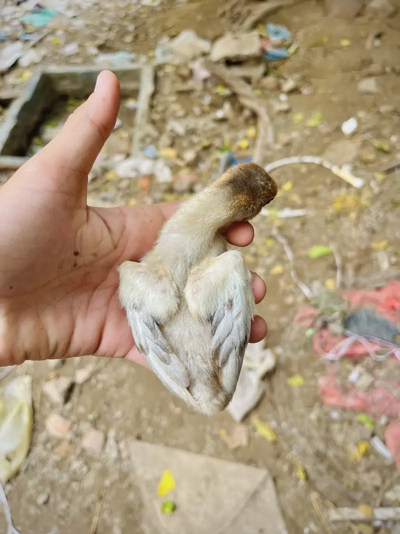 Aseel mianwali + golden puff chicks + English fantail pigeon for sale — photo 4