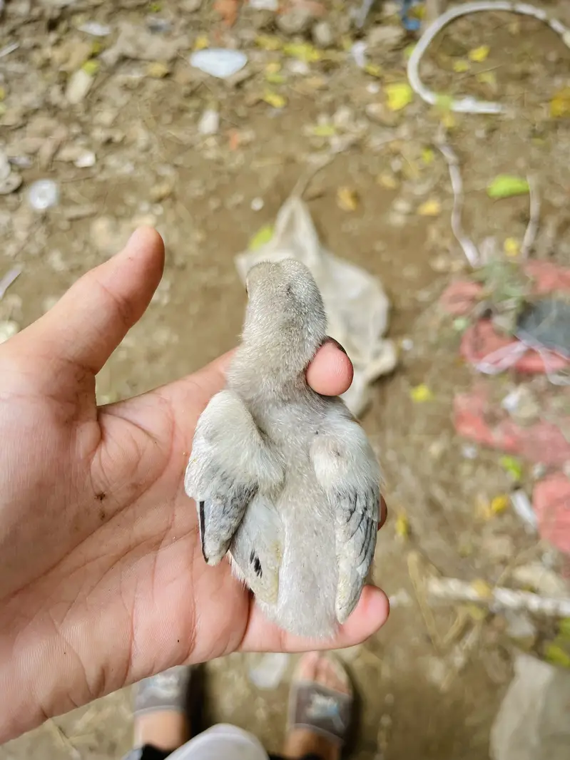 Aseel mianwali + golden puff chicks + English fantail pigeon for sale — photo 5
