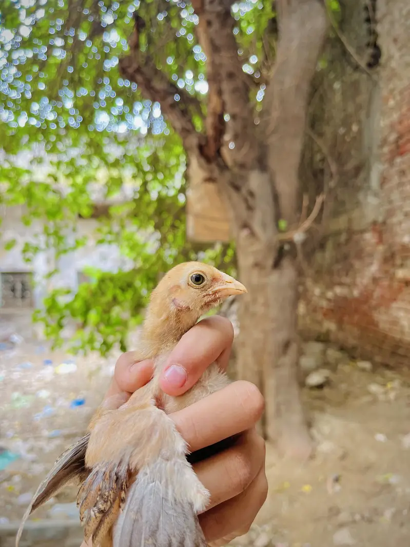 Aseel mianwali + golden puff chicks + English fantail pigeon for sale — photo 6