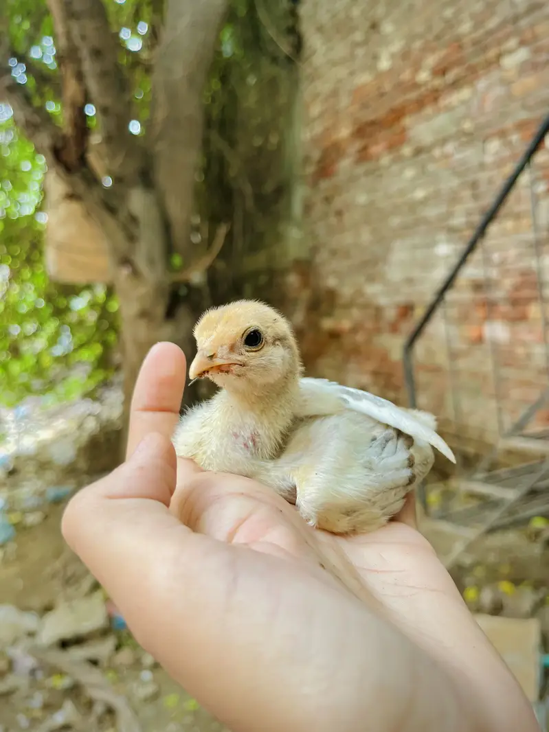 Aseel mianwali + golden puff chicks + English fantail pigeon for sale — photo 7