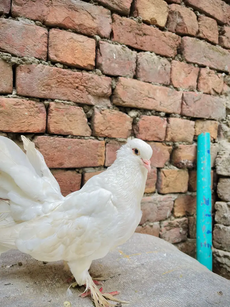 Aseel mianwali + golden puff chicks + English fantail pigeon for sale — photo 8
