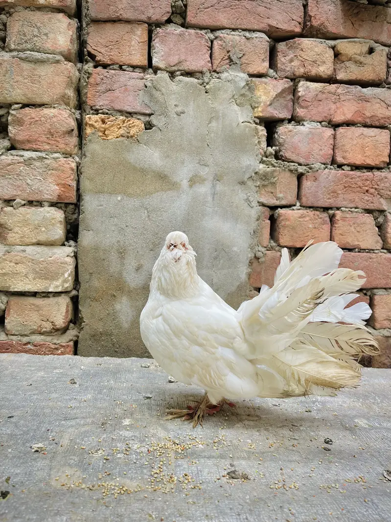 Aseel mianwali + golden puff chicks + English fantail pigeon for sale — photo 9