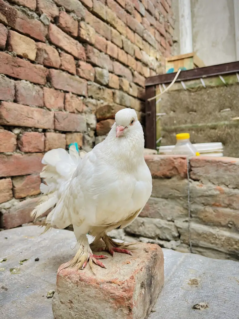 Aseel mianwali + golden puff chicks + English fantail pigeon for sale — photo 10