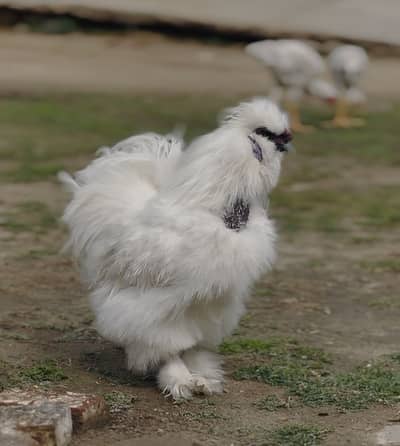 white silkie male