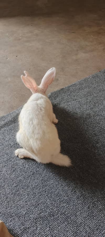 rabbit