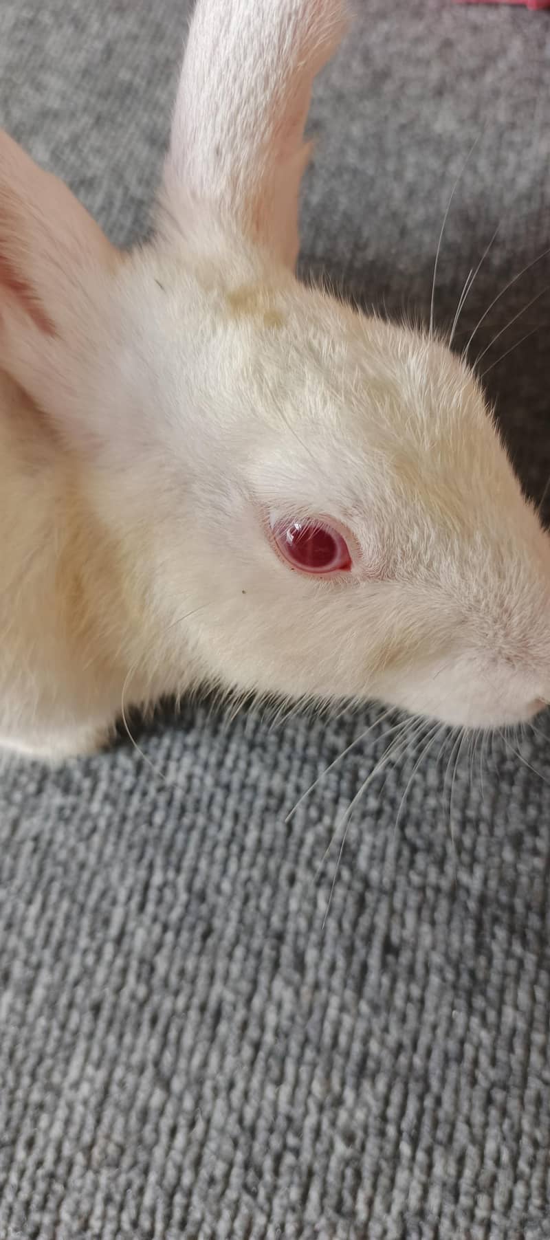 rabbit 1