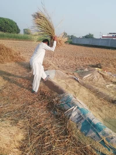 1509 top quality rice