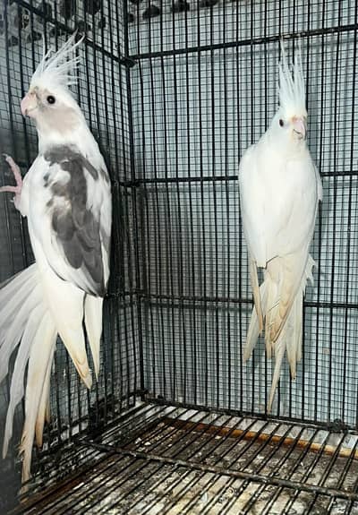 Vpied male albino red eyes female or aik female vpied