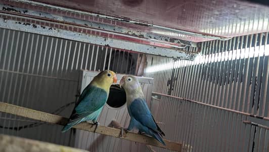 par blue pair sale with par blue fishri