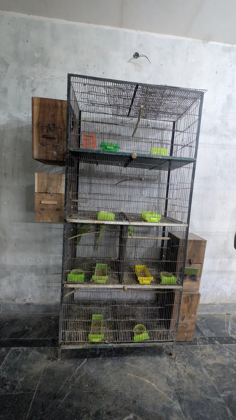 par blue pair sale with par blue fishri — photo 2