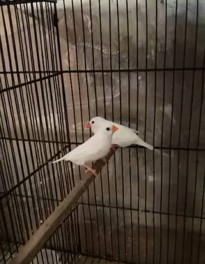 SNOW WHITE FINCHES FOR SALE