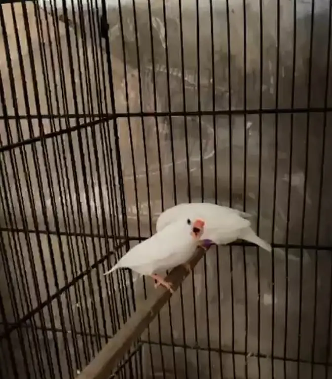 SNOW WHITE FINCHES FOR SALE — photo 3